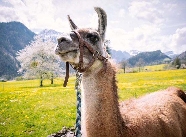 Trekking with Lamas in Klostertal